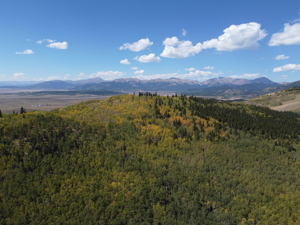 a scenic view of a forest with mountains in the background