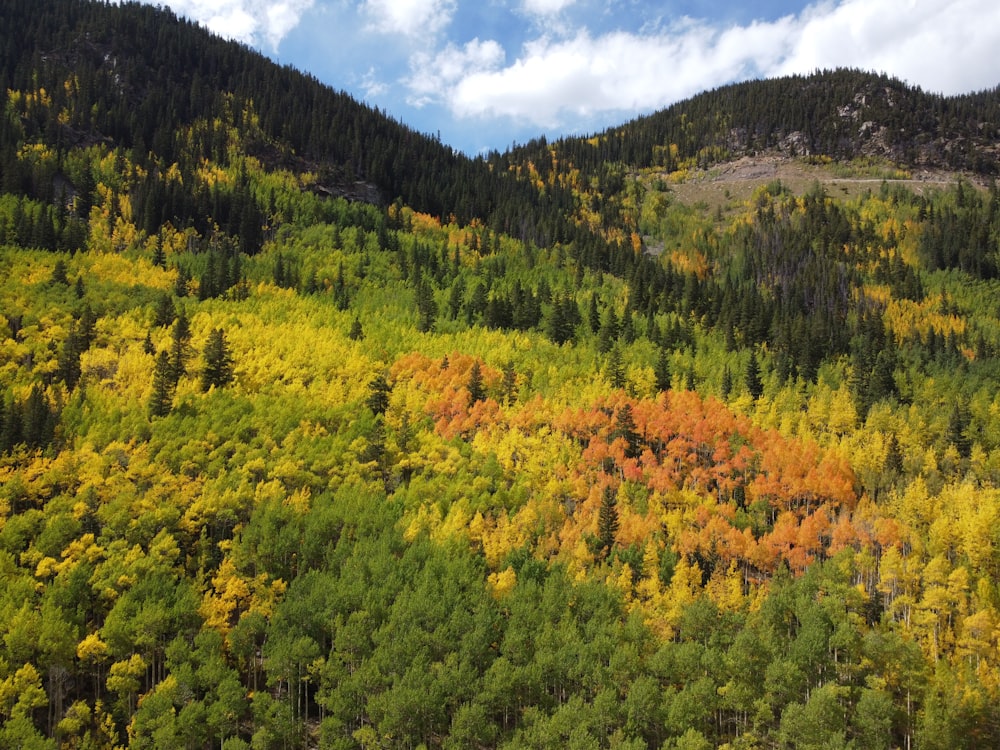 a forest filled with lots of green and yellow trees