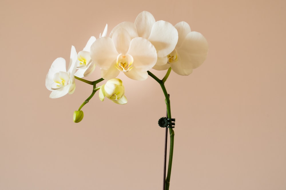 drei weiße Blumen in einer Vase auf einem Tisch