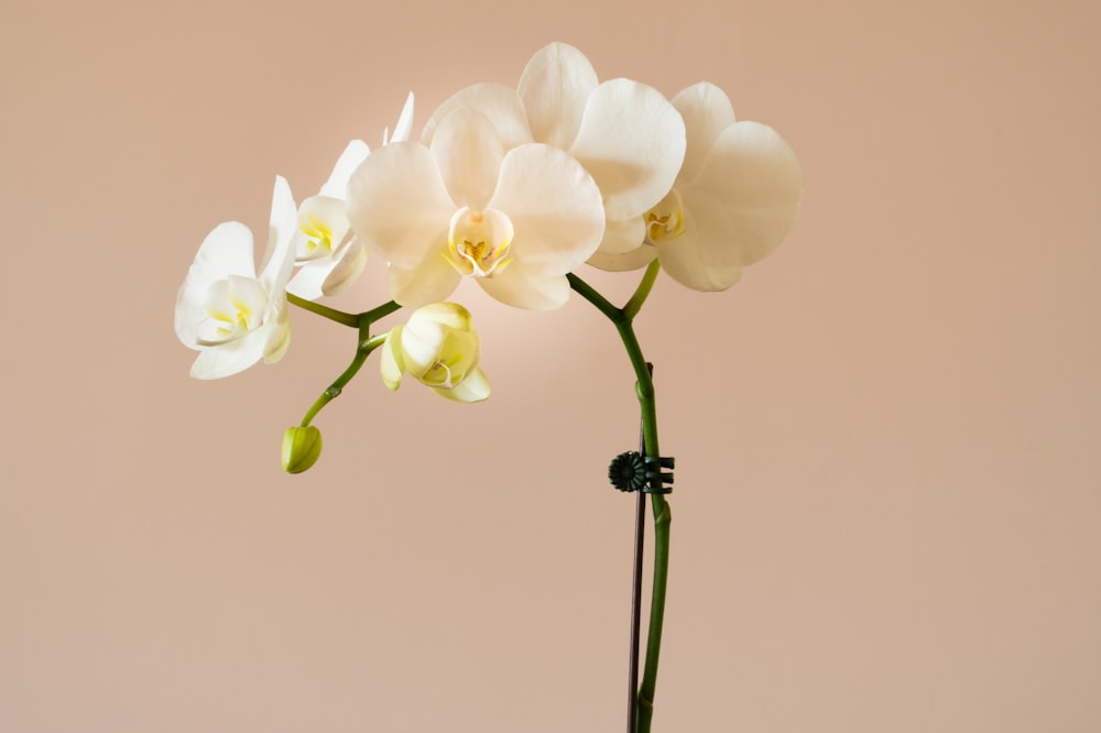 três flores brancas em um vaso em uma mesa
