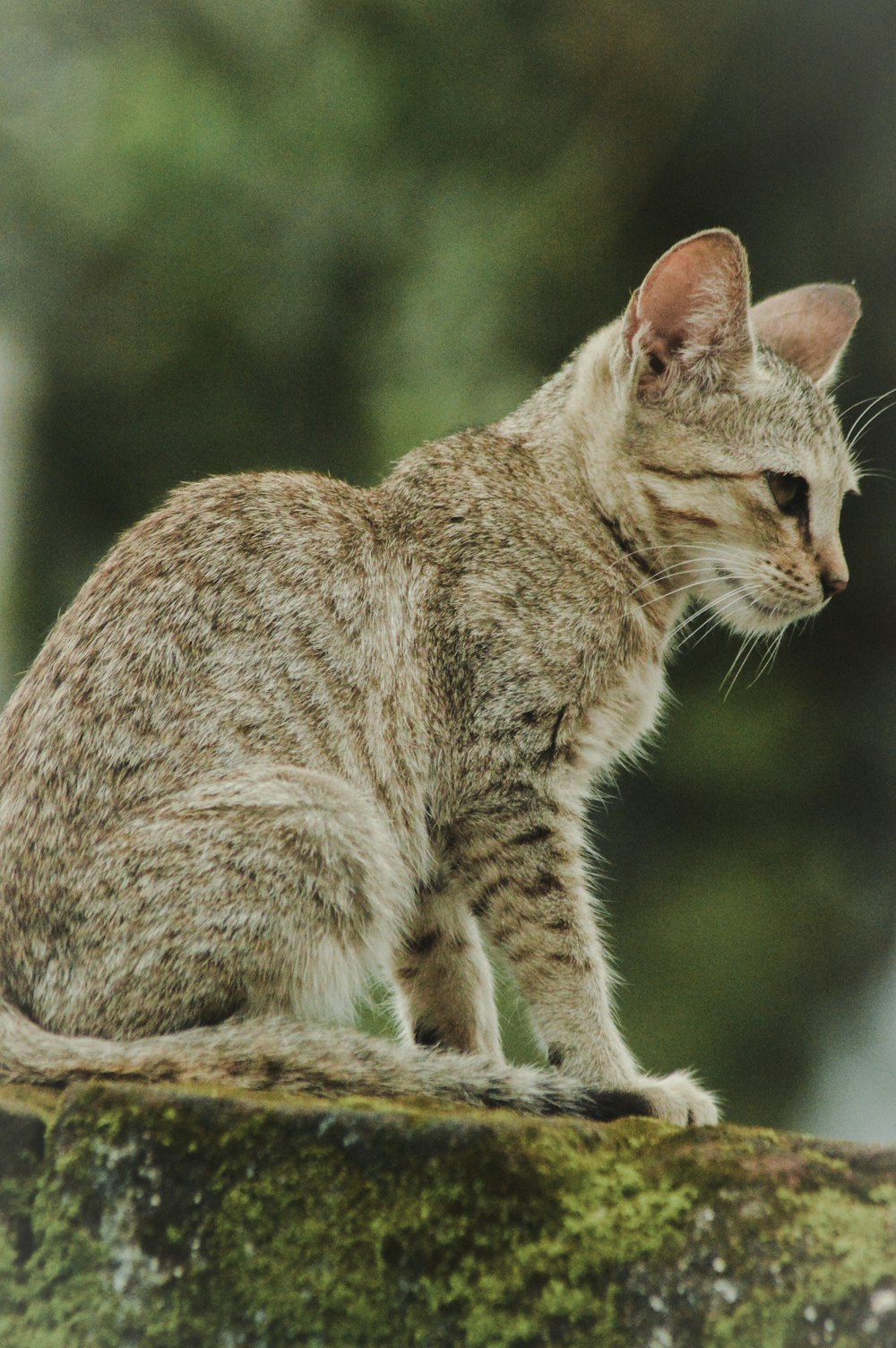 a cat sitting on top of a moss covered rock