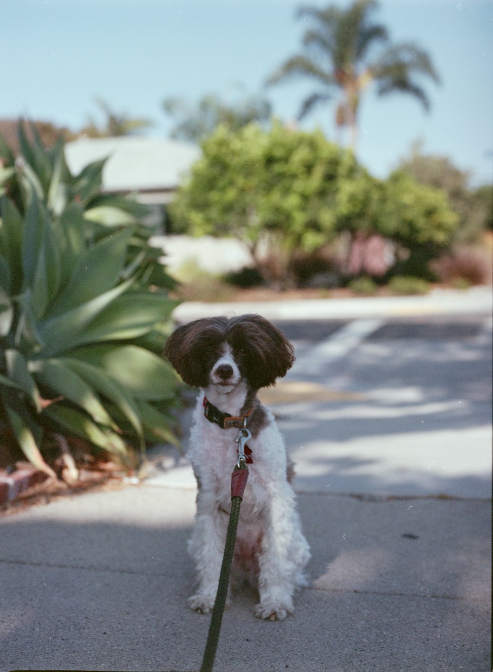 a brown and white dog sitting on top of a sidewalk