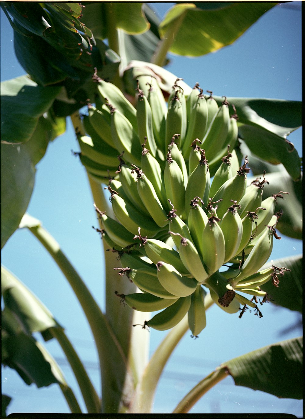 a bunch of bananas growing on a tree