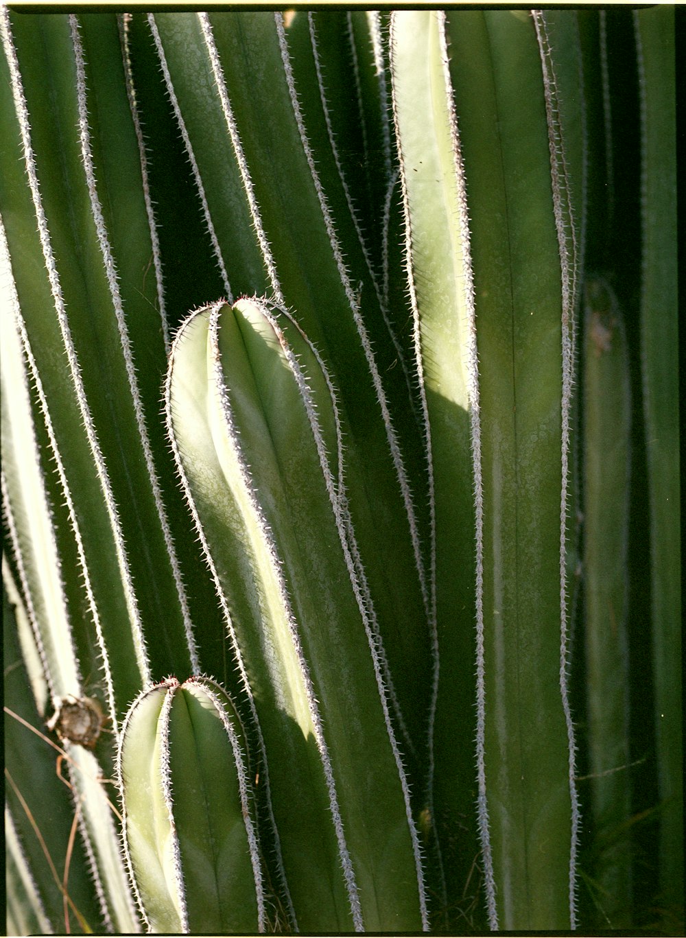 a close up of a green cactus plant