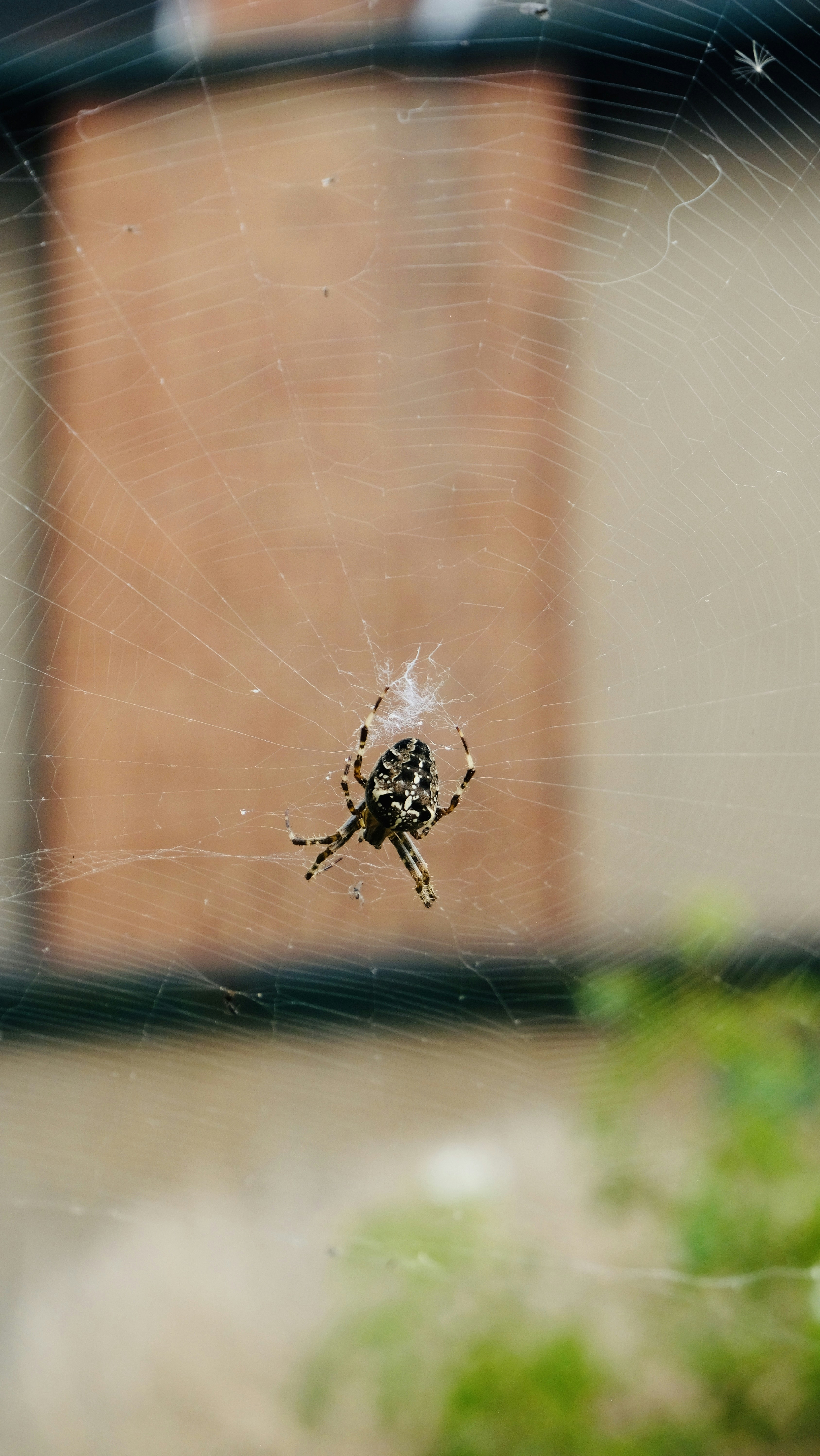 Eine Spinne sitzt auf ihrem Netz vor einem Gebäude