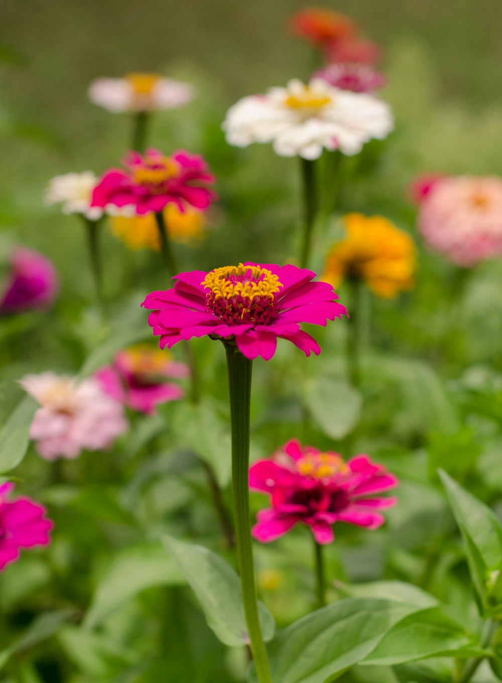 a field of colorful flowers with green leaves