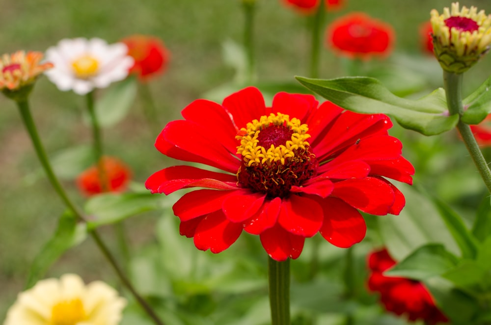 uma flor vermelha com um centro amarelo cercado por outras flores