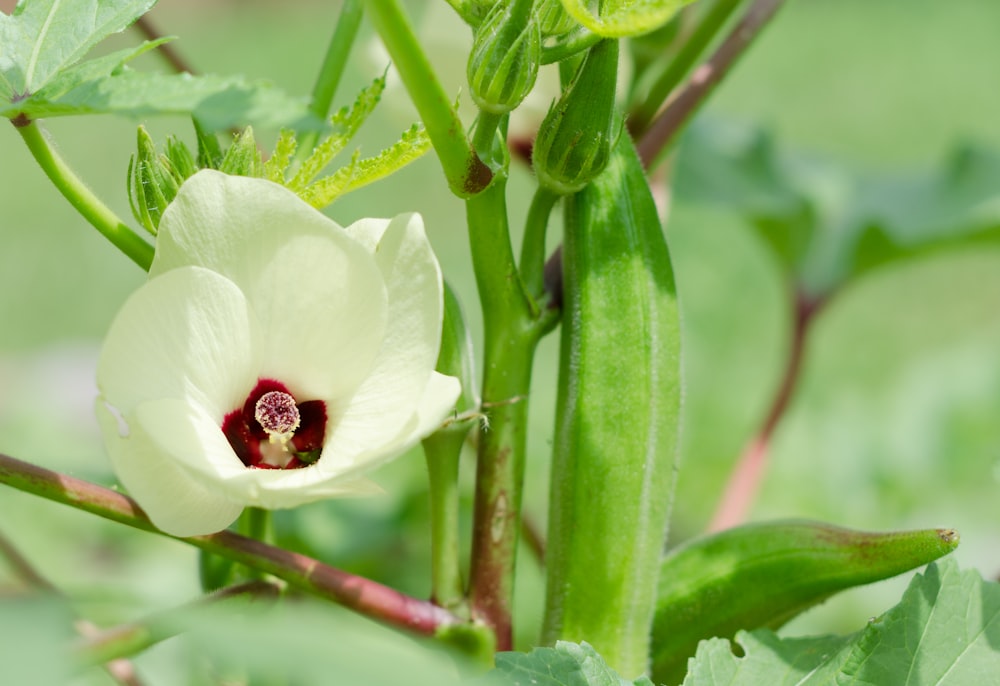 Un primer plano de una flor en una planta