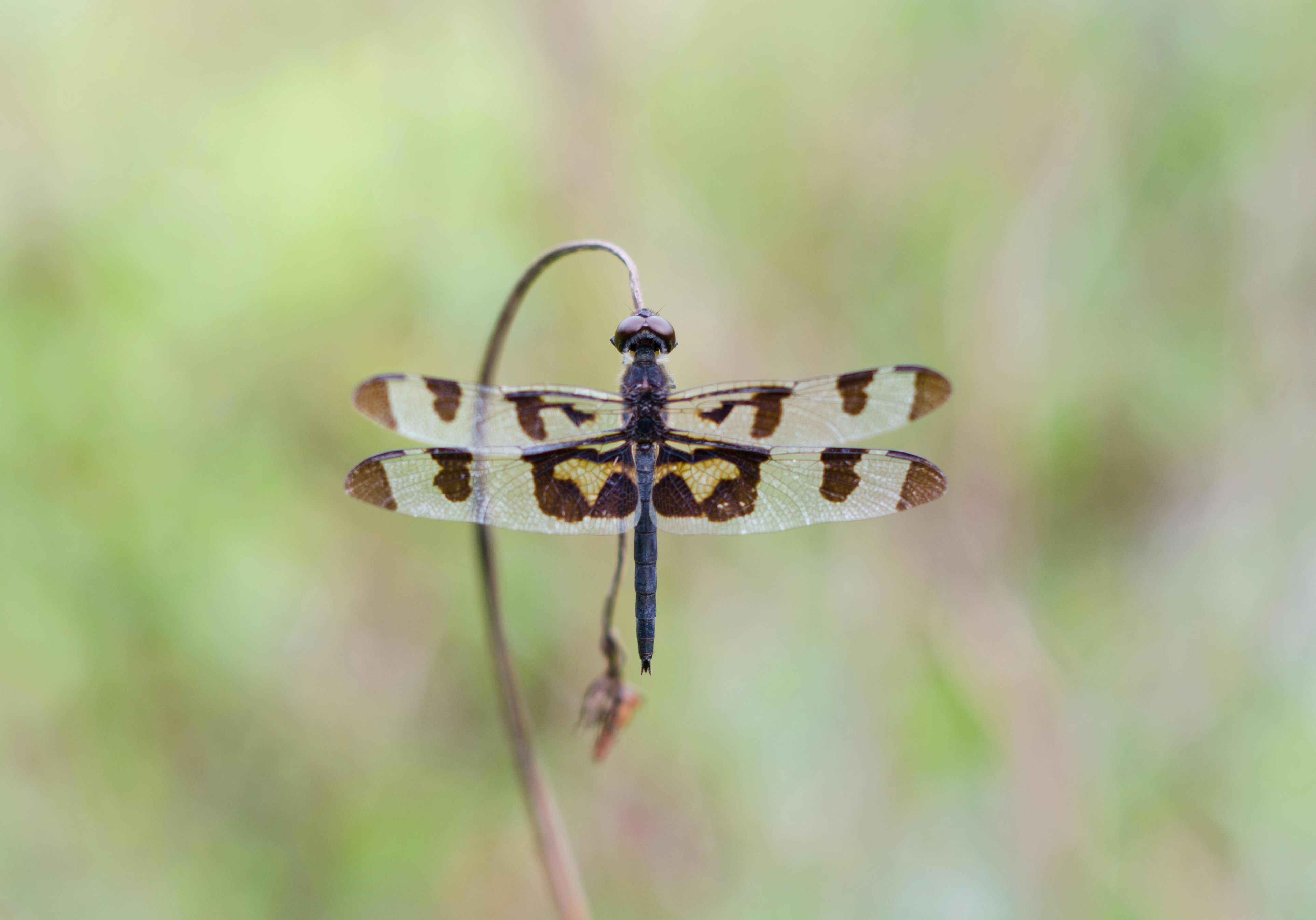 A close up of a dragonfly on a plant photo – Free Dragonfly Image on ...