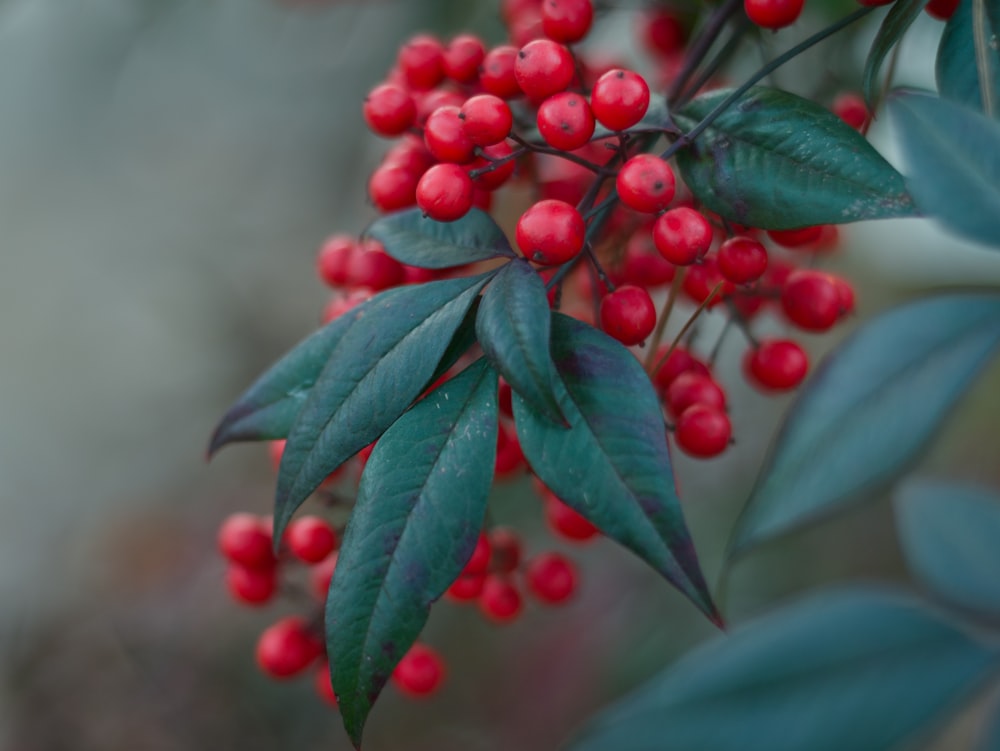 a branch with red berries and green leaves