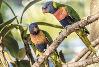 two colorful birds perched on a tree branch