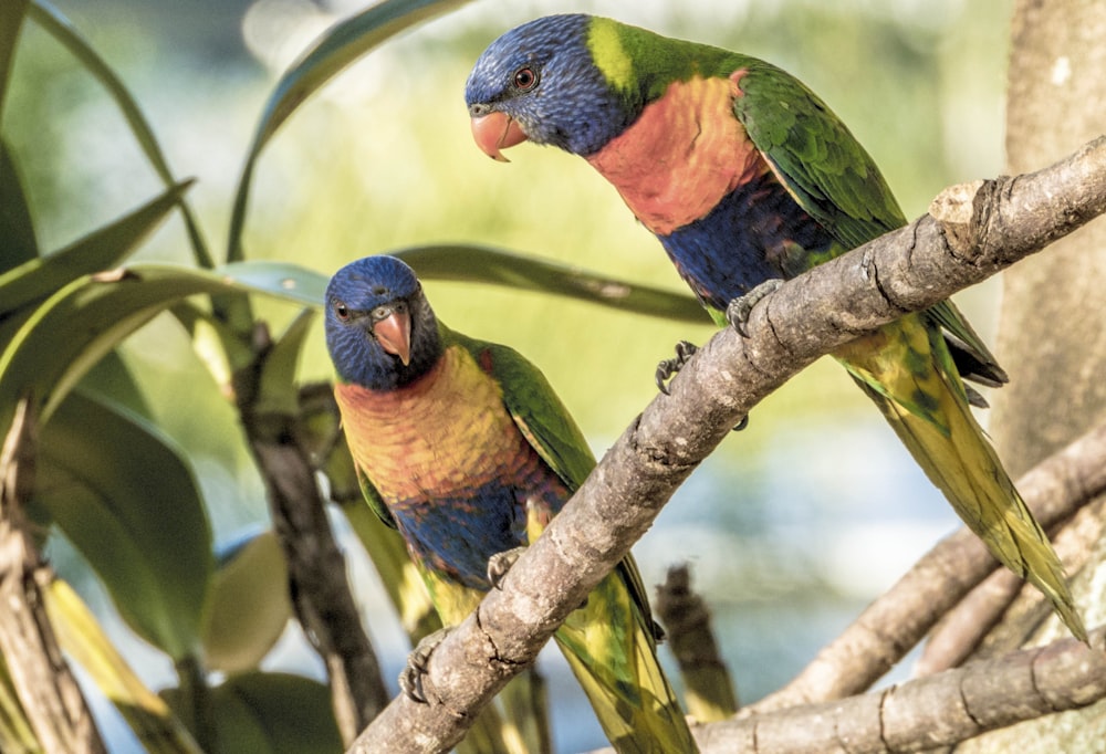 dois pássaros coloridos empoleirados em um galho de árvore