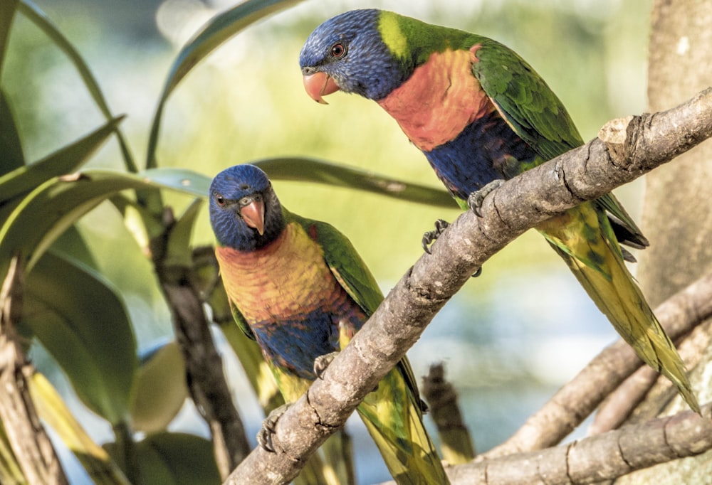 two colorful birds perched on a tree branch