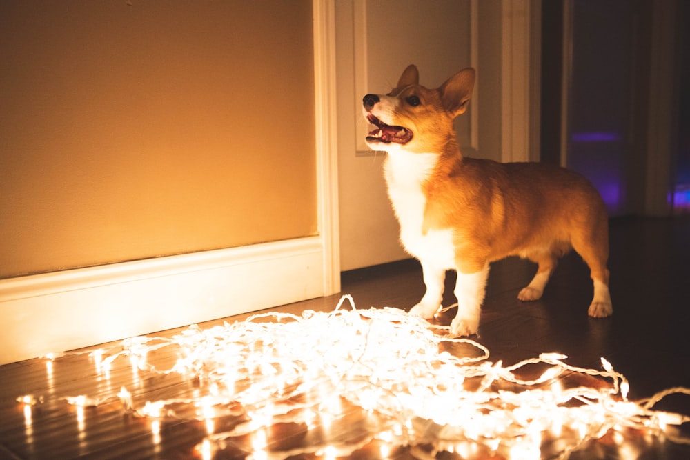 a corgi dog standing in front of a door with its mouth open