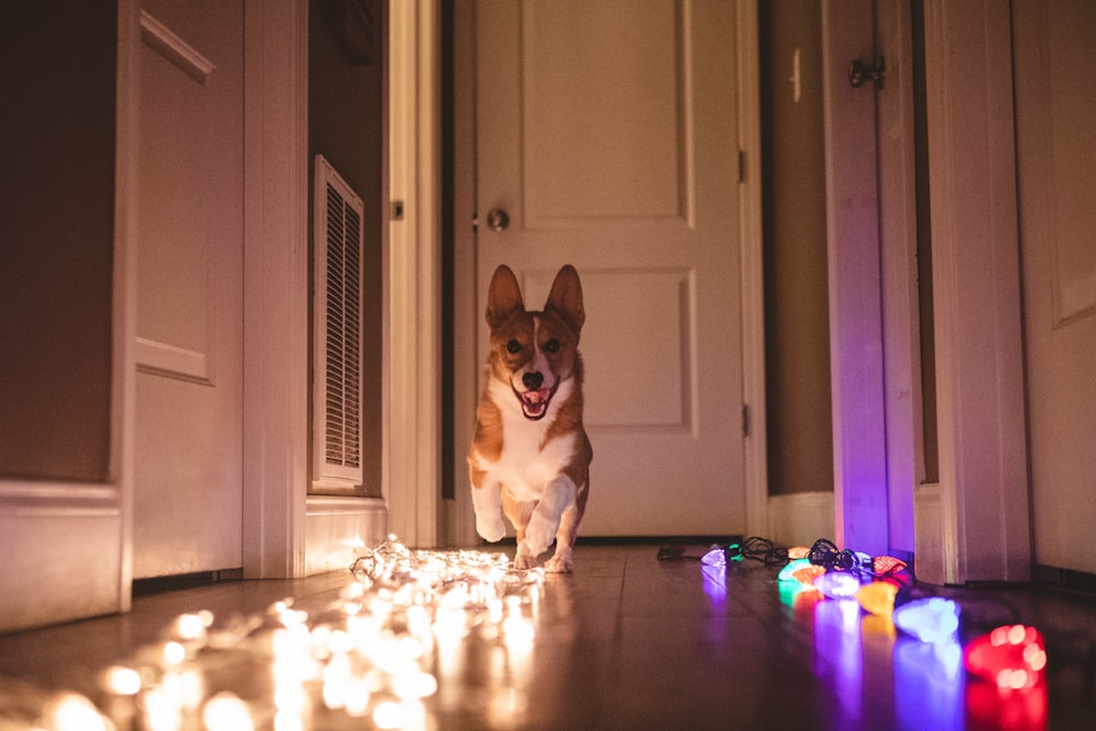 a corgi dog running through a room with many lit candles