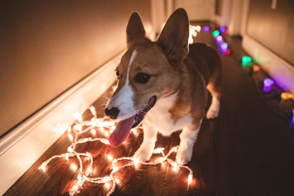 a dog standing on a wooden floor next to a string of christmas lights