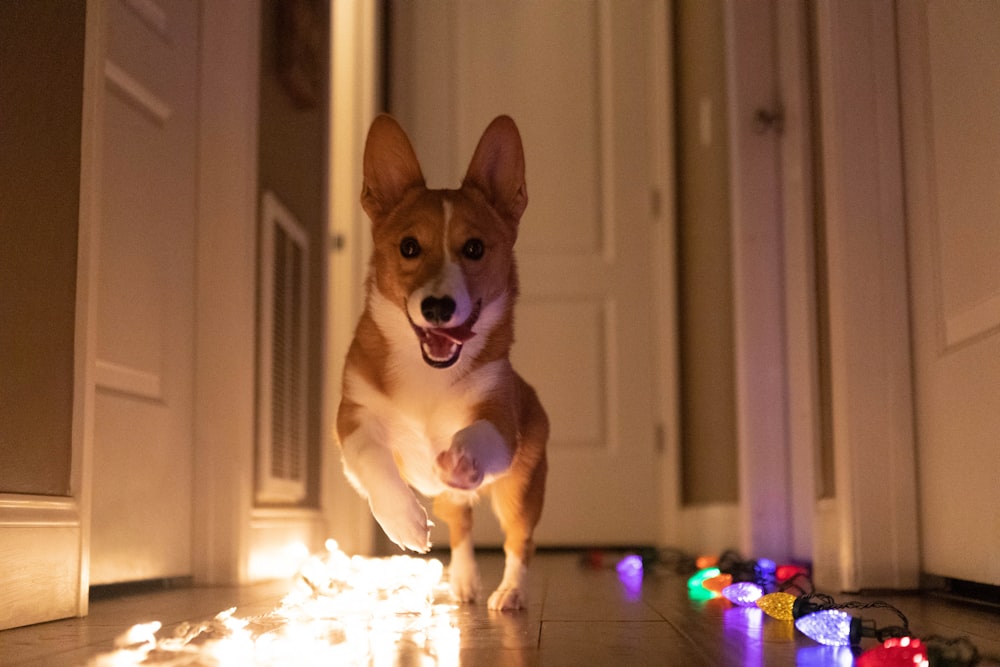 Foto zum Thema Ein hund rennt durch einen flur mit weihnachtsbeleuchtung  auf dem boden – Kostenloses Bild zu Hund auf Unsplash