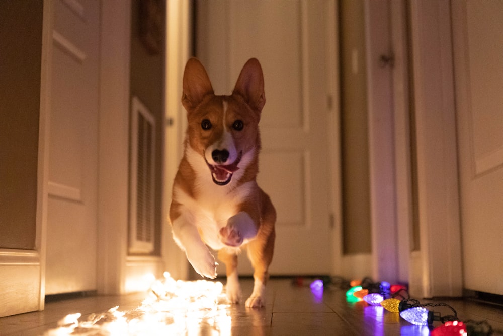 a dog running through a hallway with christmas lights on the floor