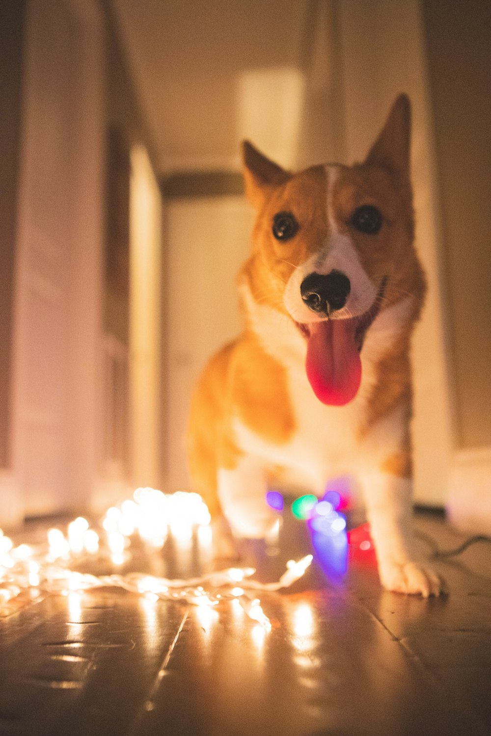 a dog standing in front of a bunch of candles