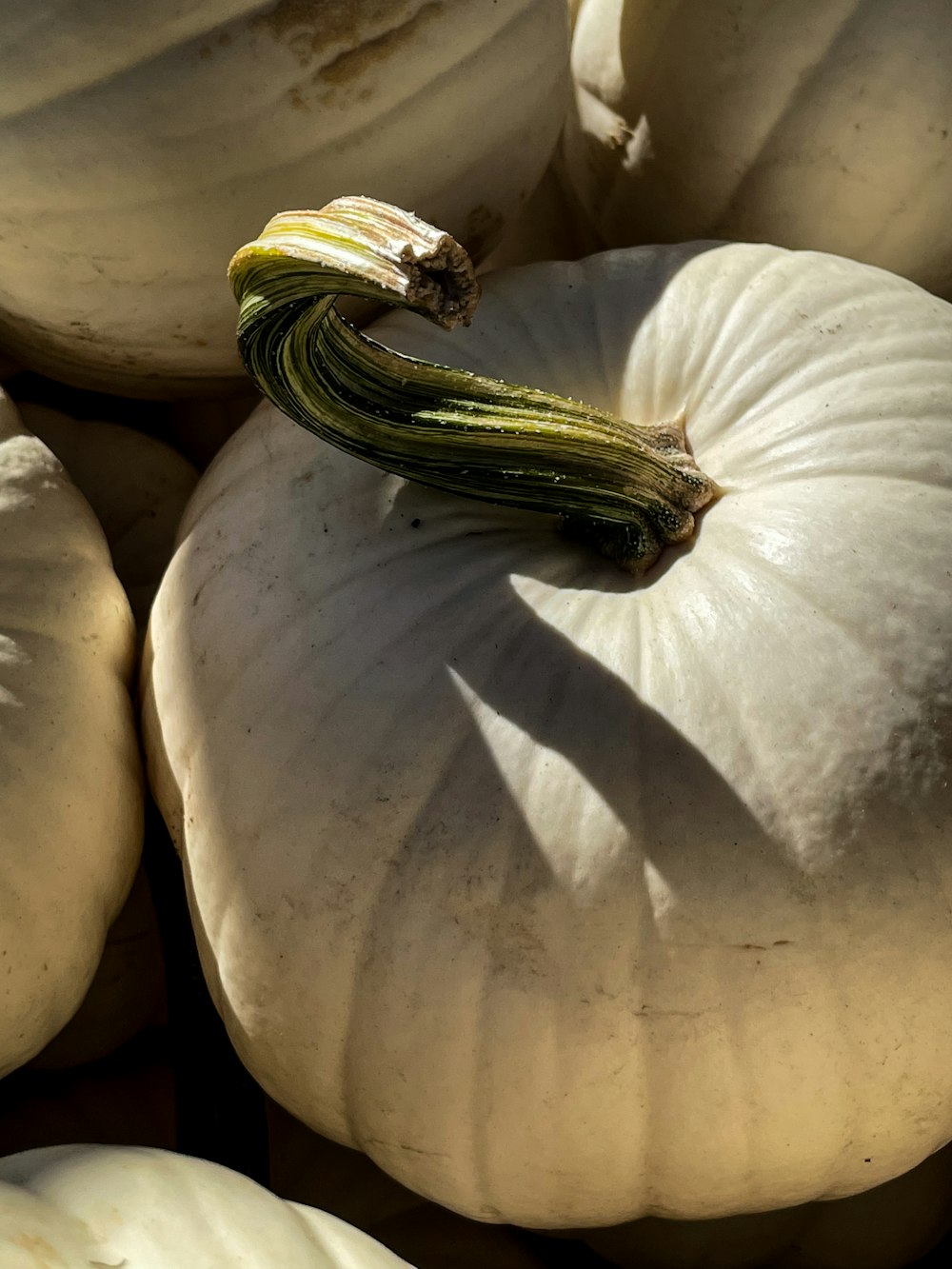 a group of white pumpkins sitting next to each other