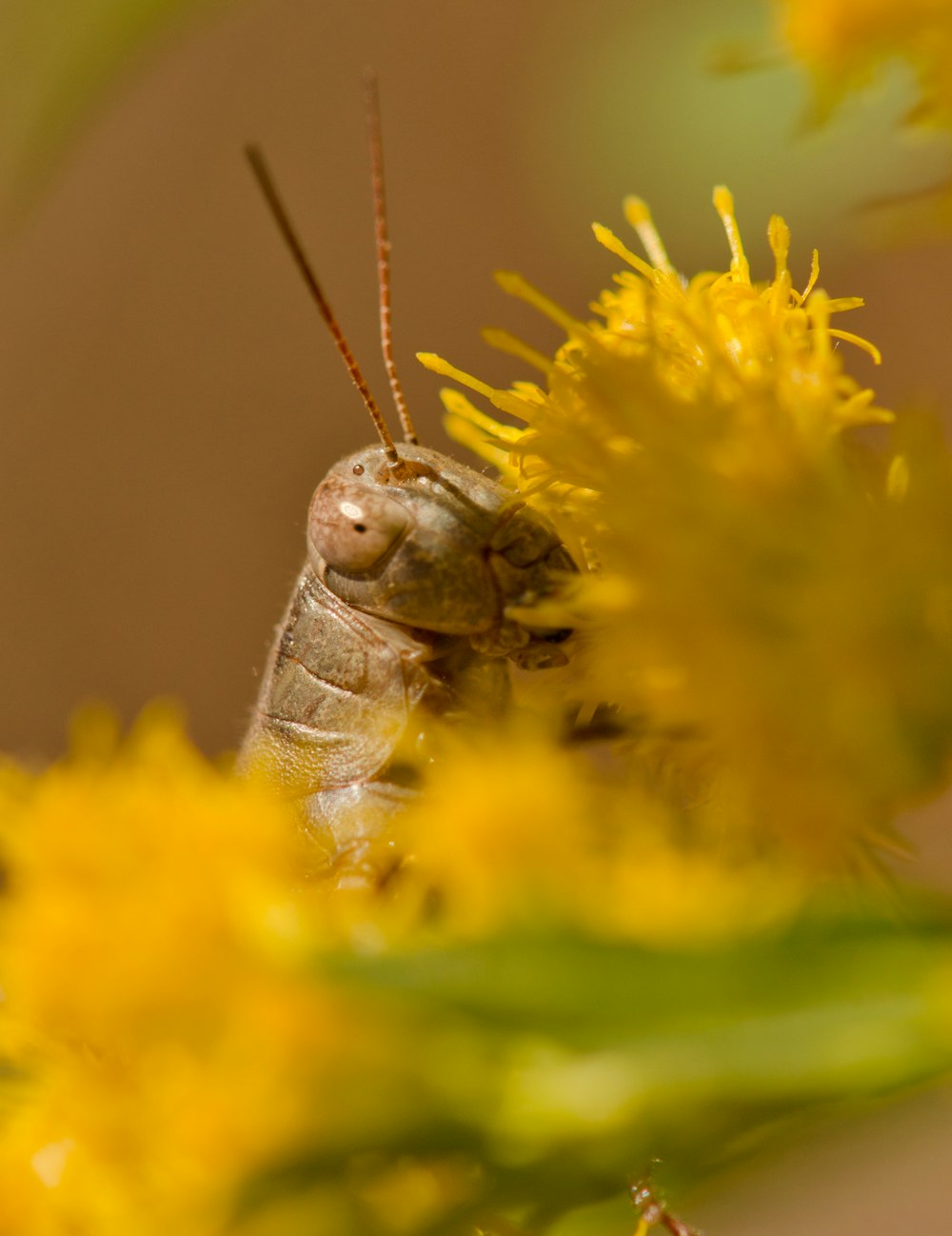 a close up of a bug on a flower