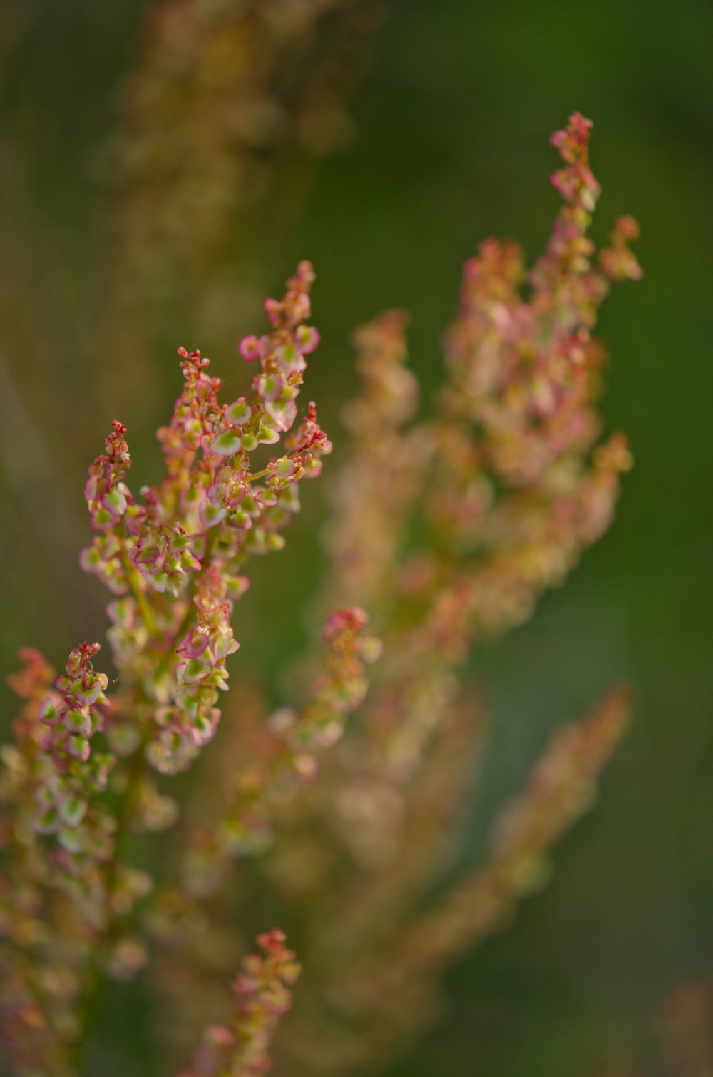 a close up of a plant with small pink flowers