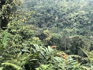 A lush forest with diverse trees and plants.
