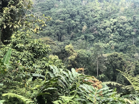 A lush forest with diverse trees and plants.