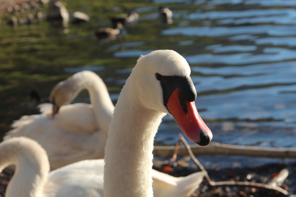 a close up of a swan near a body of water