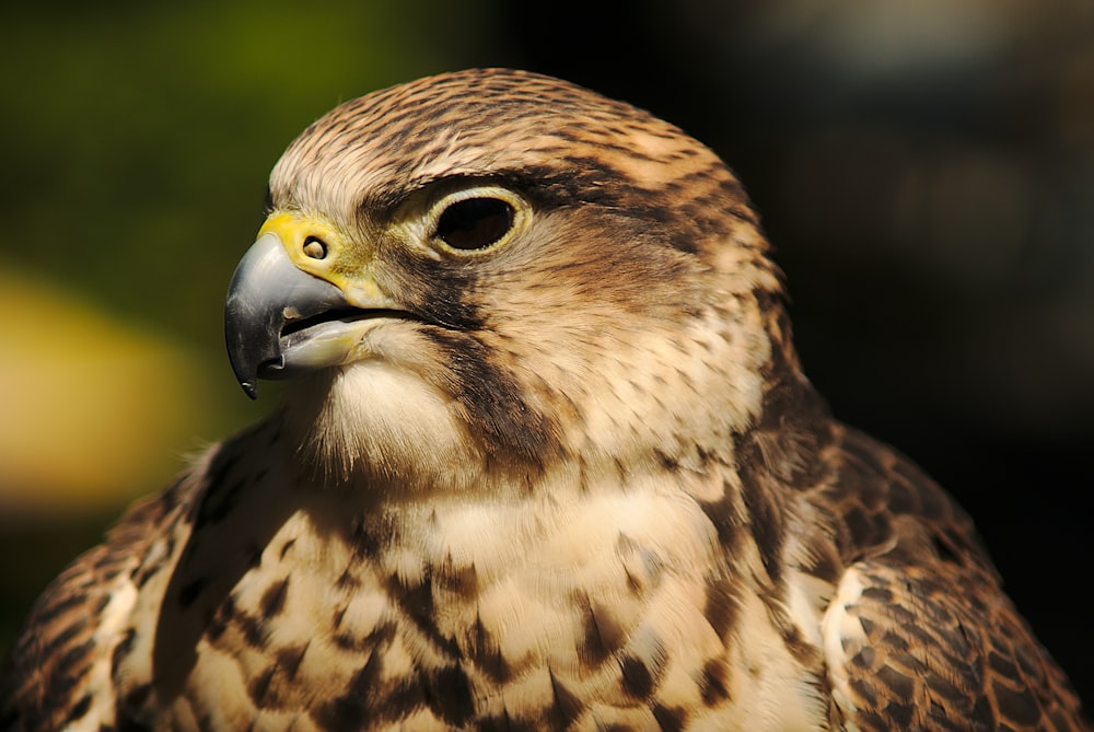 a close up of a bird of prey