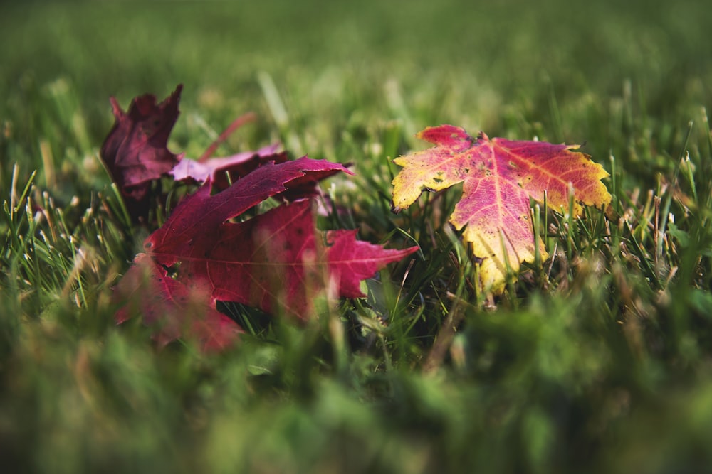 a couple of leaves that are in the grass