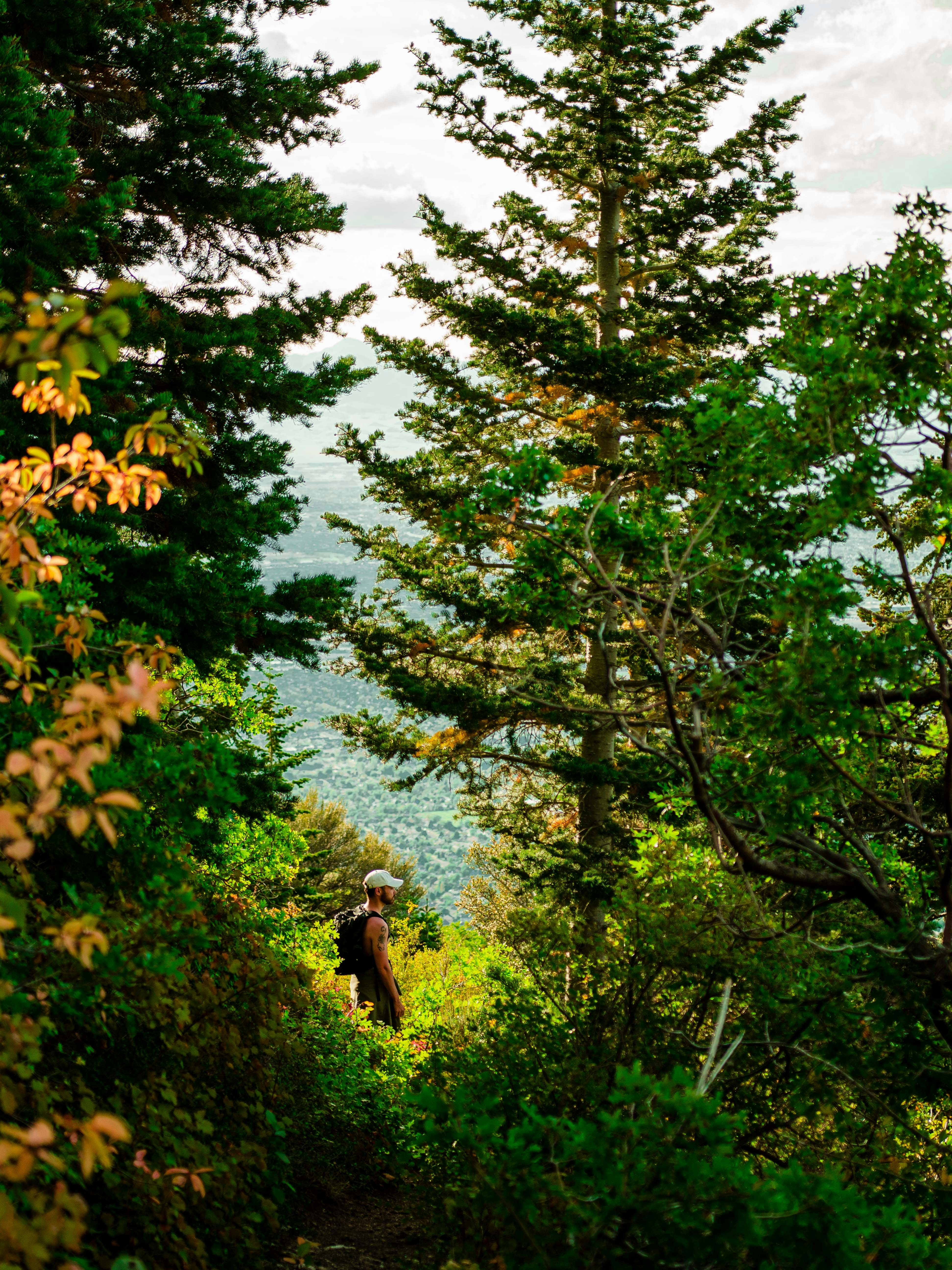 a person hiking up a trail in the woods
