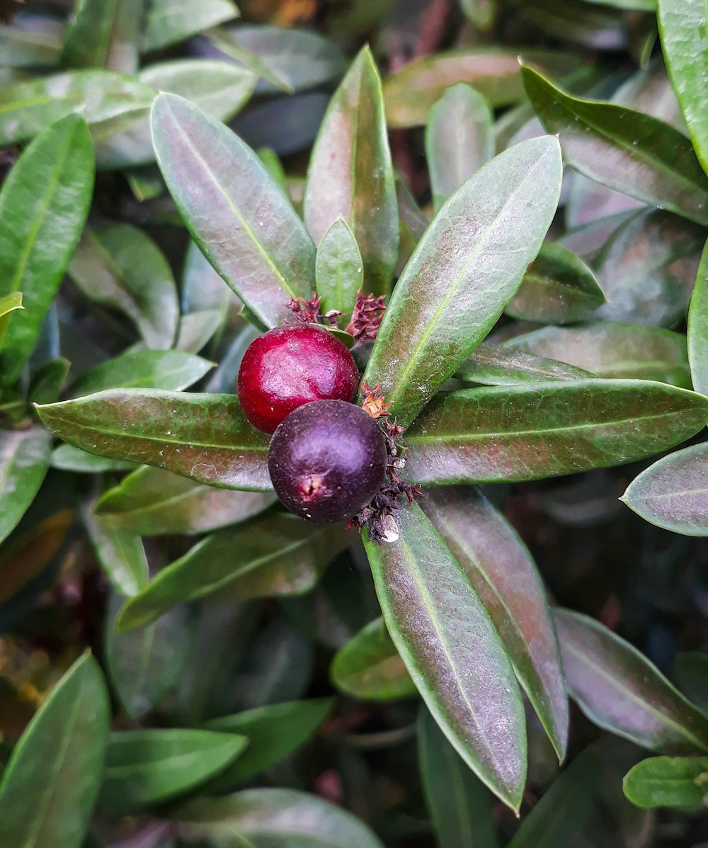 a close up of two berries on a plant