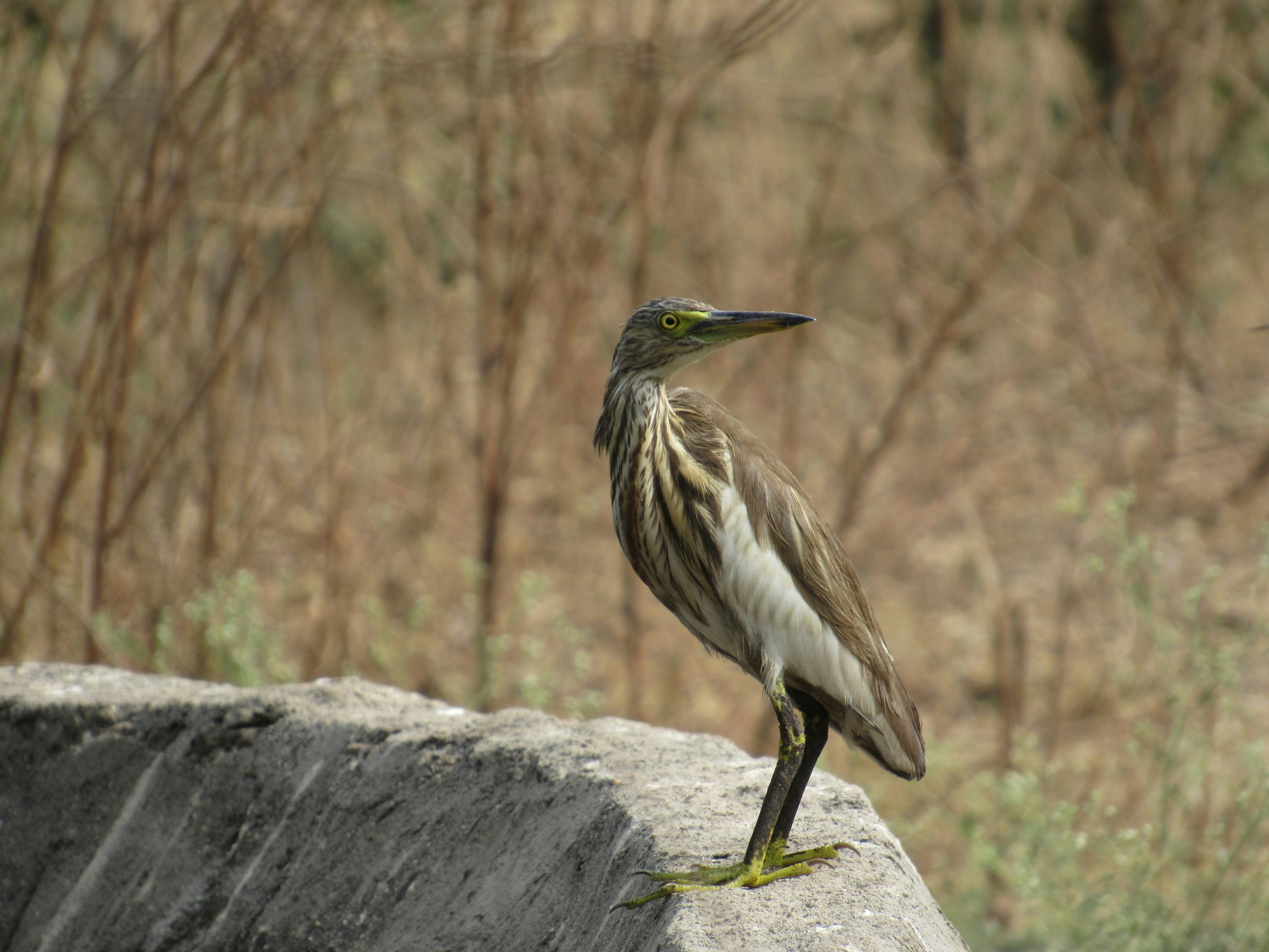 Photo by jainam_dakle