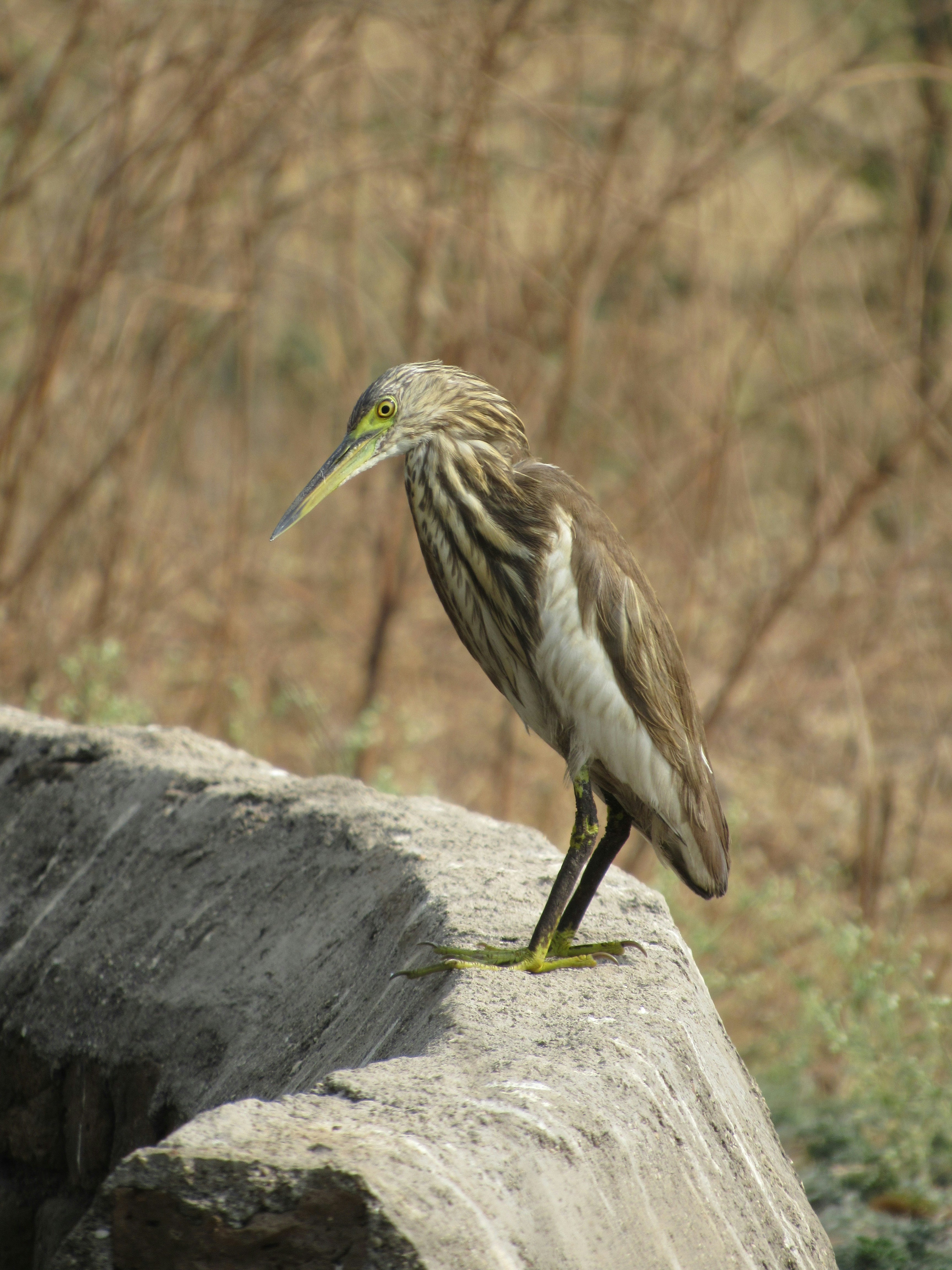 Photo by jainam_dakle