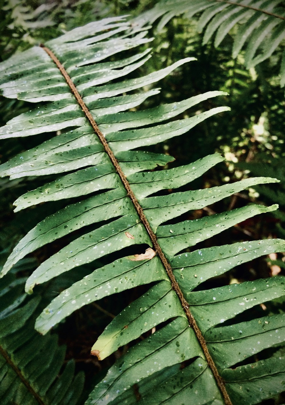 a green leaf with drops of water on it