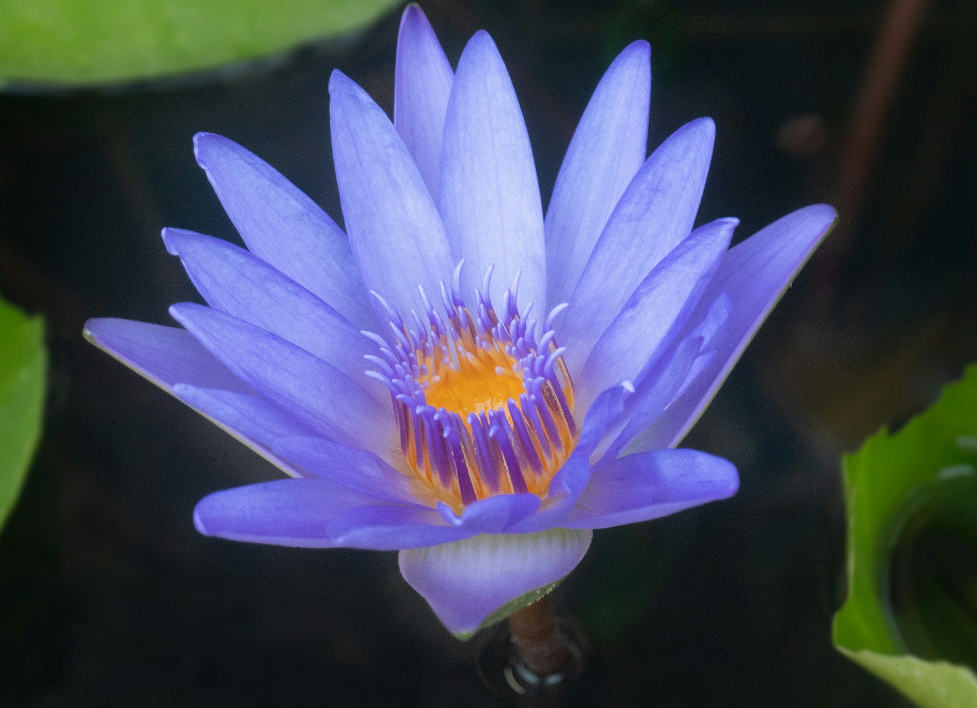 a purple flower with a yellow center surrounded by green leaves