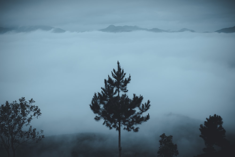 a pine tree in the middle of a foggy forest