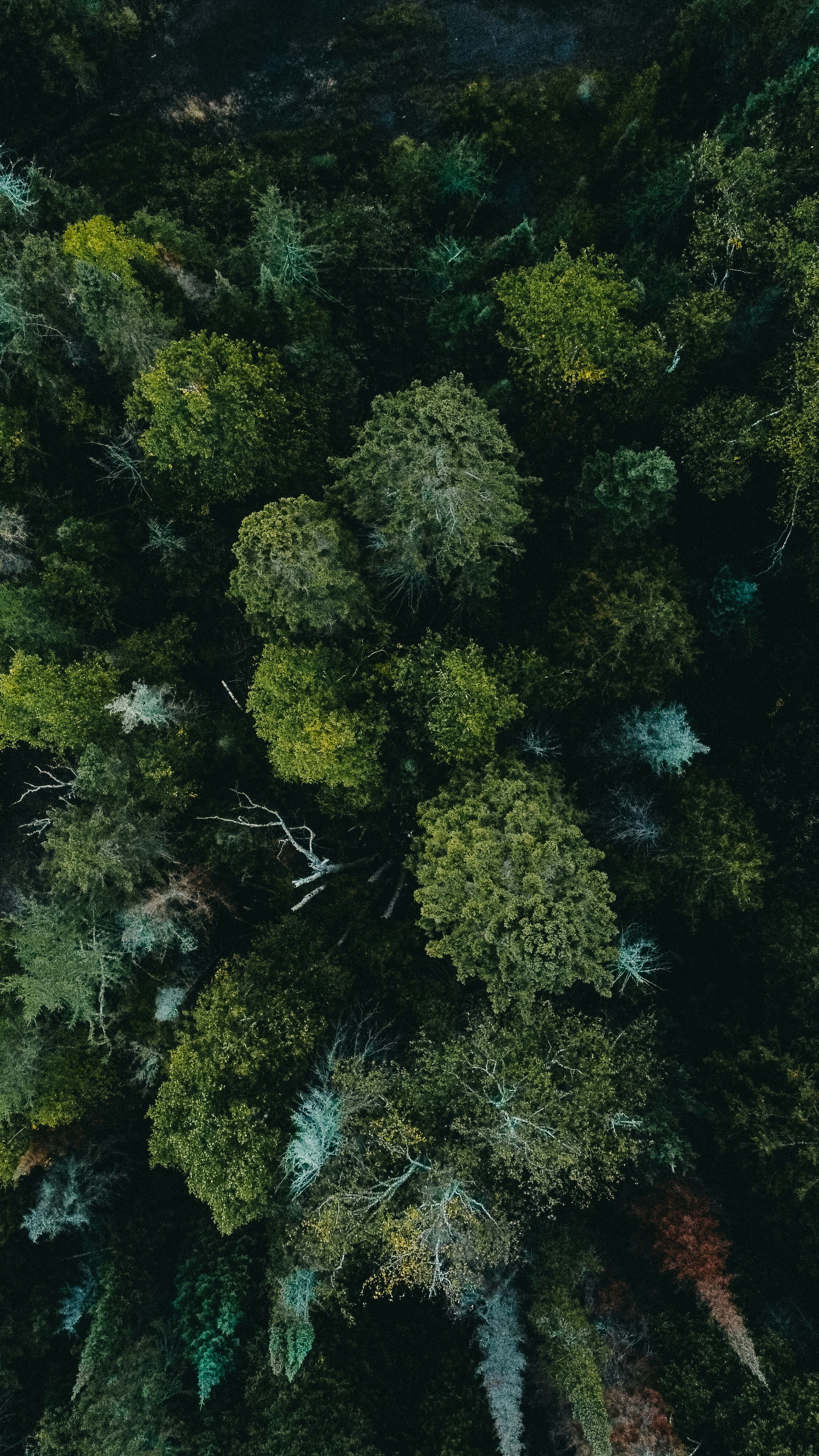 an aerial view of a forest with lots of trees