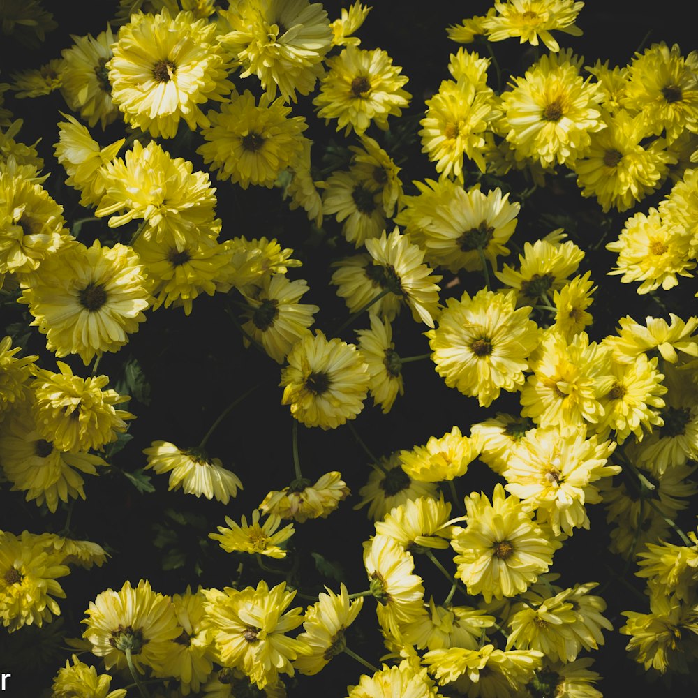 a bunch of yellow flowers with a black background