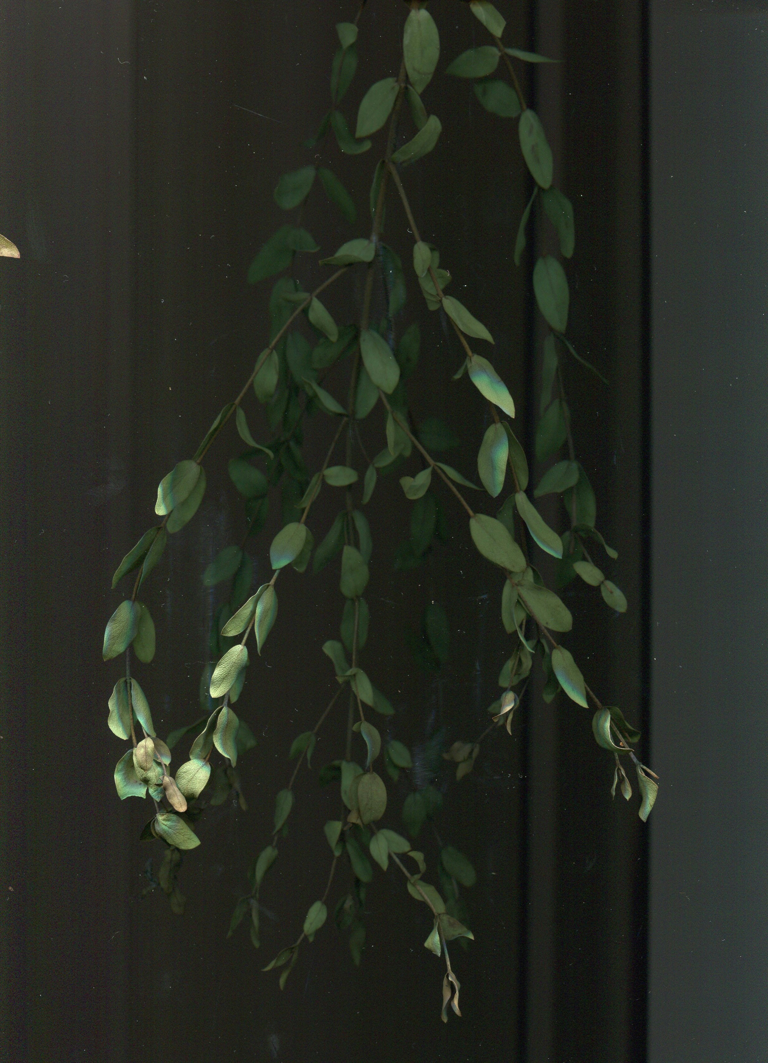 um galho com folhas verdes penduradas nele