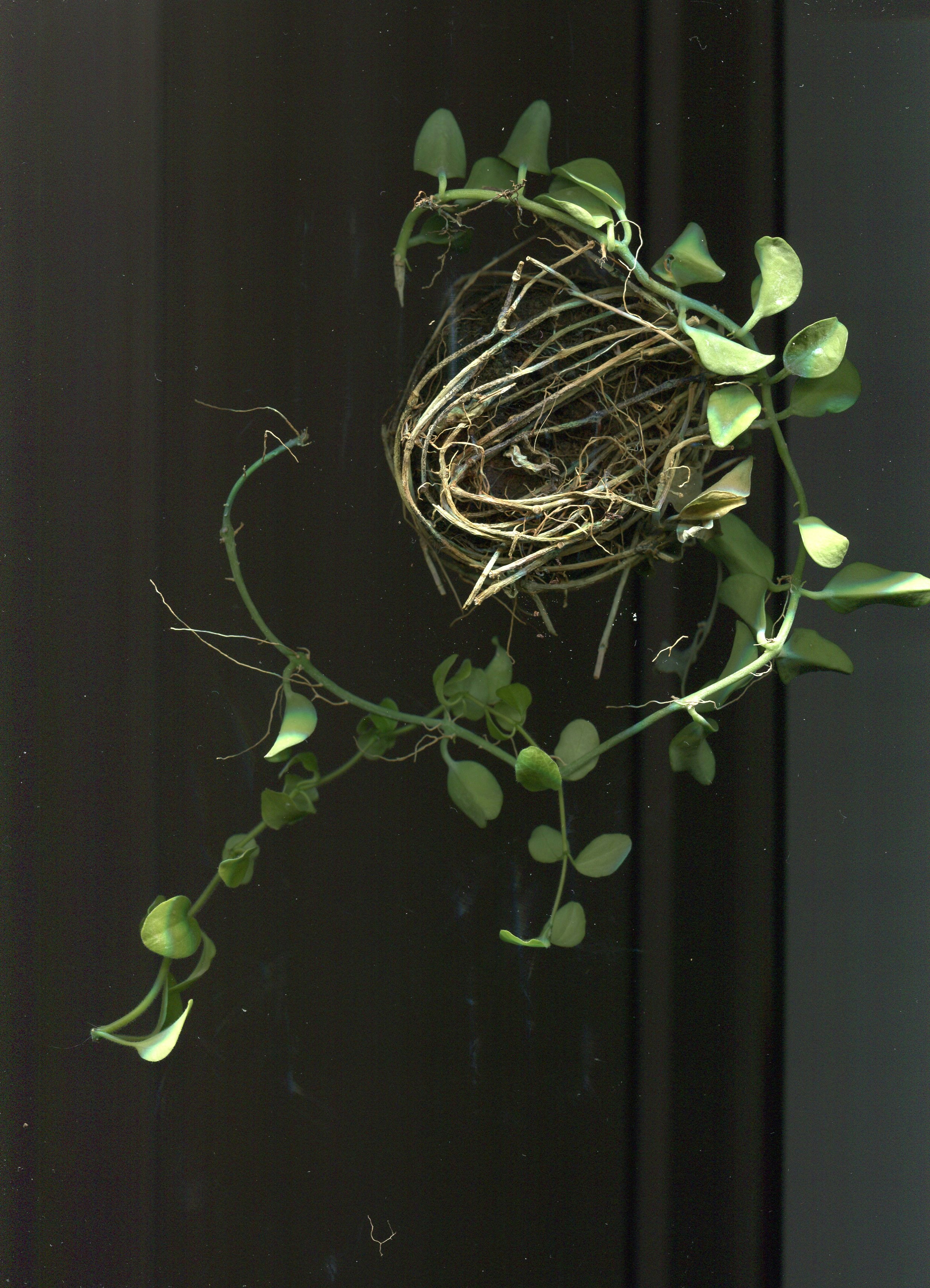 a close up of a bird's nest on a plant