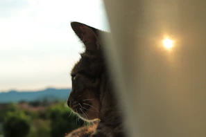A curious cat wearing a soft, artisanal scarf looking out a window with greenery outside