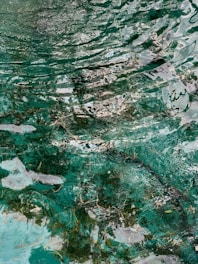 Clear water with visible reflections and ripples on the surface. Beneath the water, algae and some grass or debris can be seen. The water has a predominantly greenish hue with areas showing different shades due to the play of light and shadow.