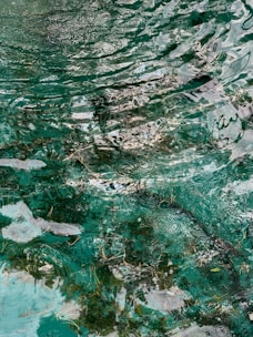Clear water with visible reflections and ripples on the surface. Beneath the water, algae and some grass or debris can be seen. The water has a predominantly greenish hue with areas showing different shades due to the play of light and shadow.