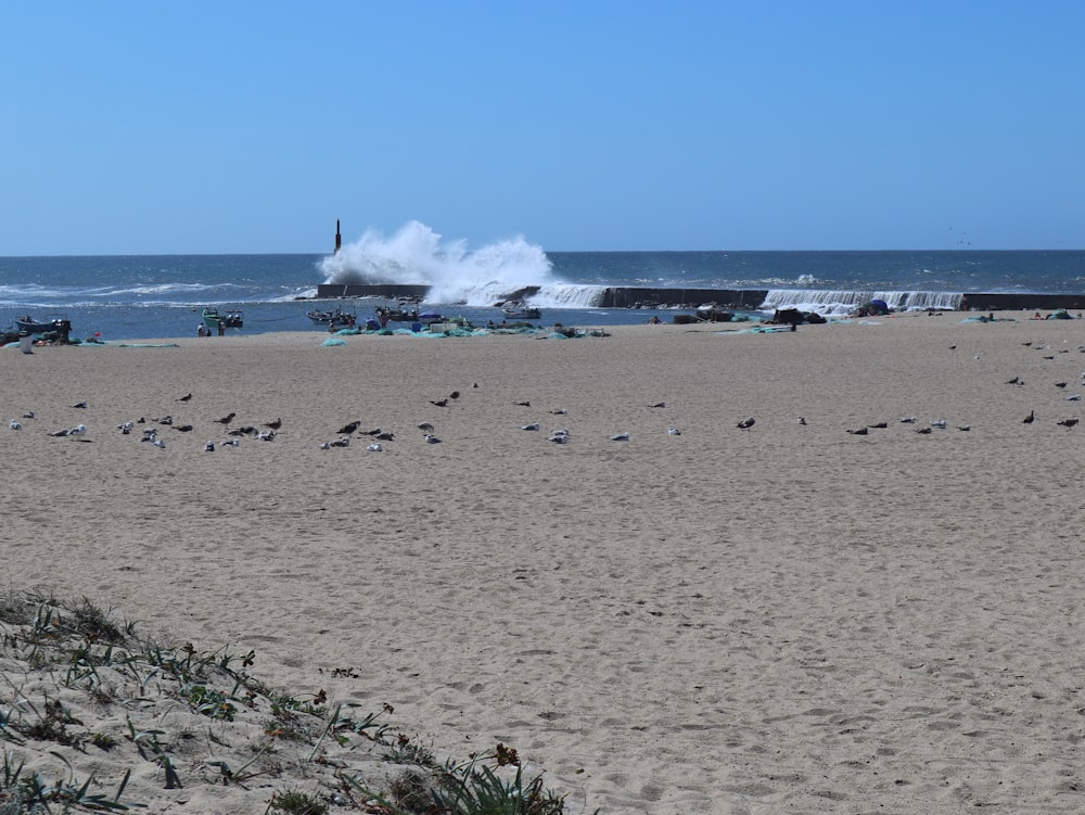 a flock of birds sitting on top of a sandy beach