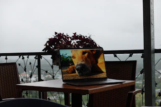 Veterinarian consulting a pet owner with a laptop showing digital resources.