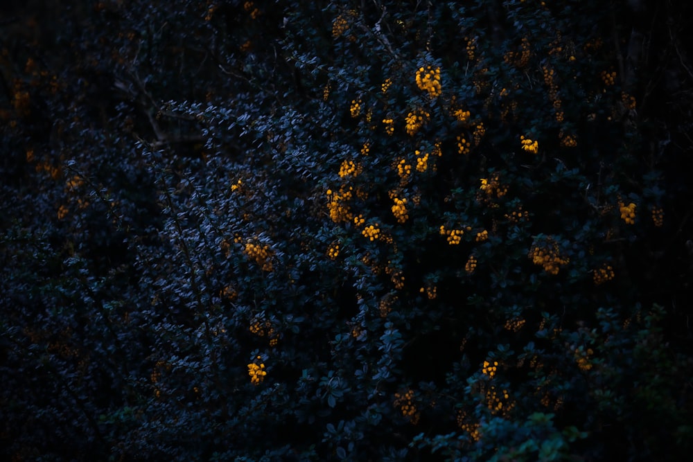 a tree with yellow flowers in the dark
