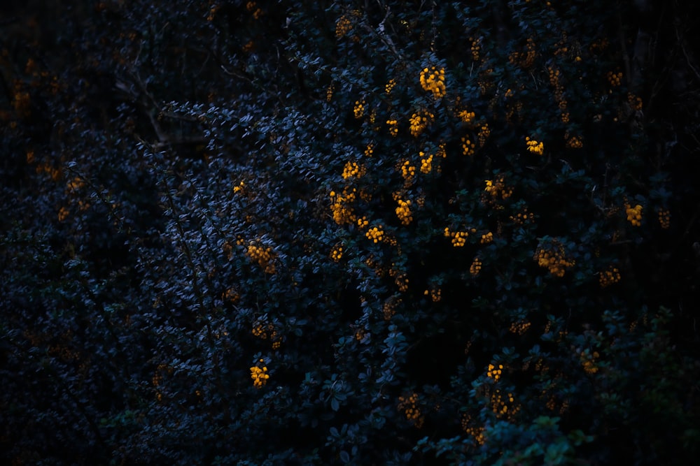 uma árvore com flores amarelas no escuro