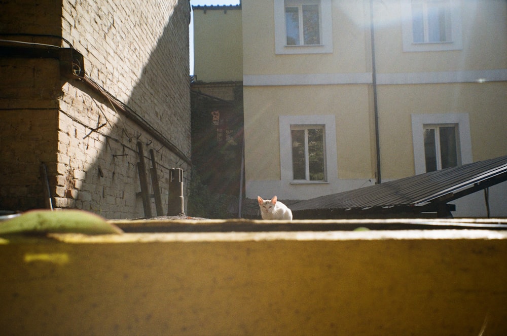 a cat sitting on a ledge in a back alley